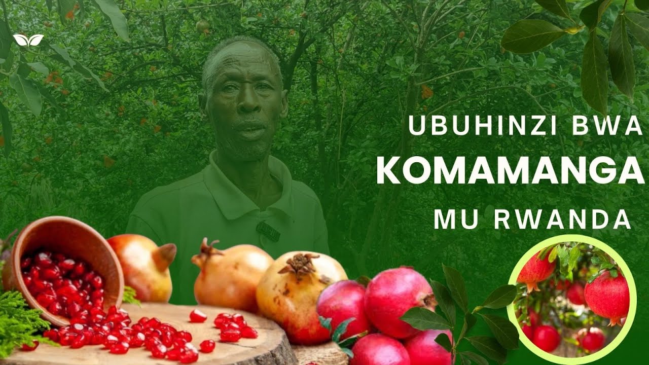 UBUHINZI: IBYO UTARI UZI K'UBUHINZI BW'IMBUTO ZA KOMAMANGA BWAMUHINDURIYE UBUZIMA