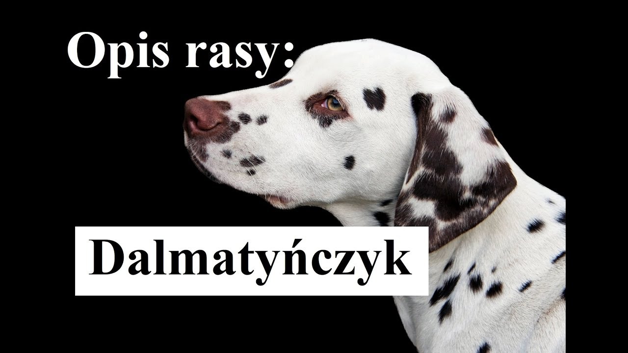 DALMATYŃCZYK - opis rasy  (charakter, pielęgnacja,zdrowie, odżywianie)