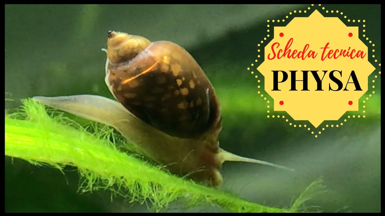 Lumache PHYSA in acquario! Bisogna toglierle? 🐌Scheda tecnica