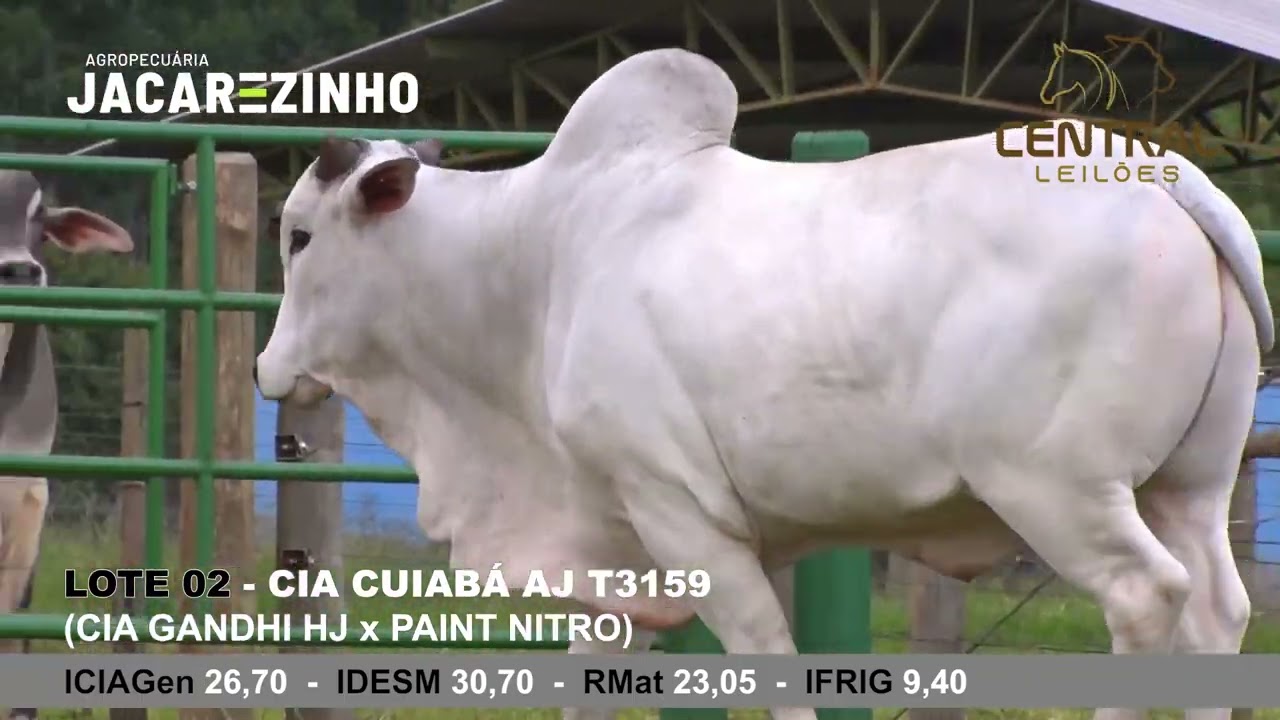 Leil&atilde;o 25 anos Central Leil&otilde;es | Touro CIA Cuiab&aacute; AJ