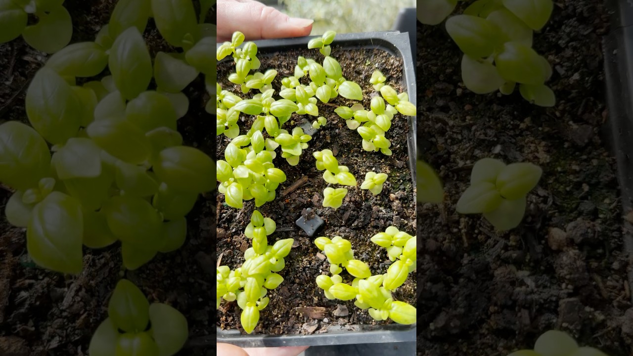 Прореживание и пересадка рассады базилика в нашей теплице Planta 🌱