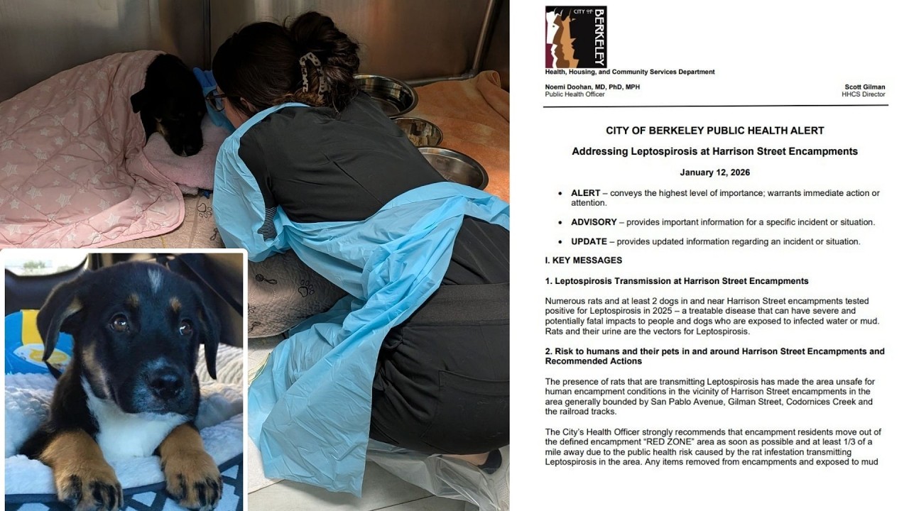 Bay Area veterinarians report spike in deadly, contagious disease affecting dogs