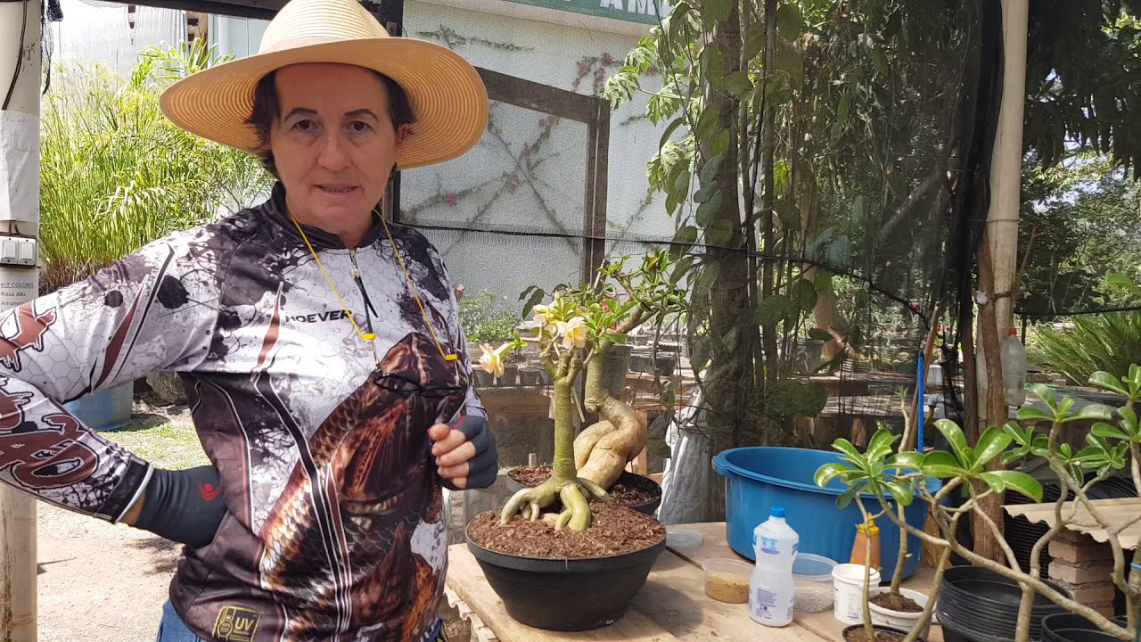 Rosa do deserto = plantando estaca enraizada