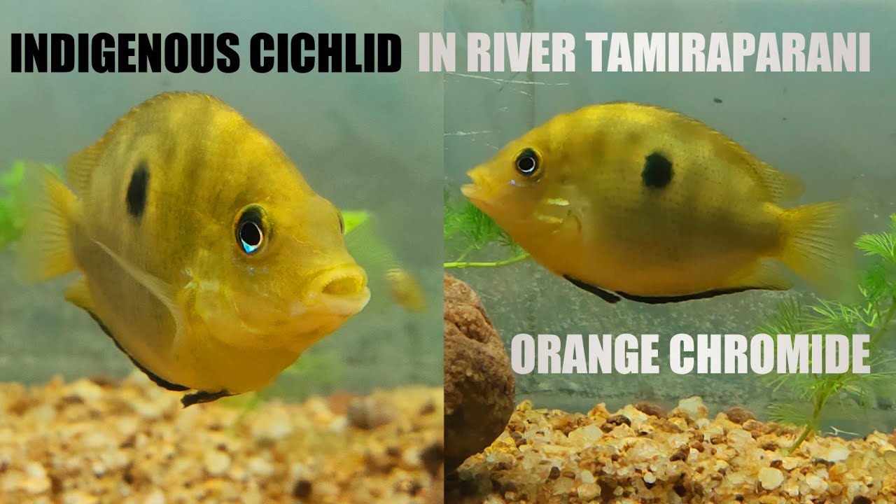 /INDIGENOUSCICHLID(RIVER TAMIRAPARANI) - ORANGE CHROMIDE/ENDEMICFISH/TAMIL EXPLAINATION/