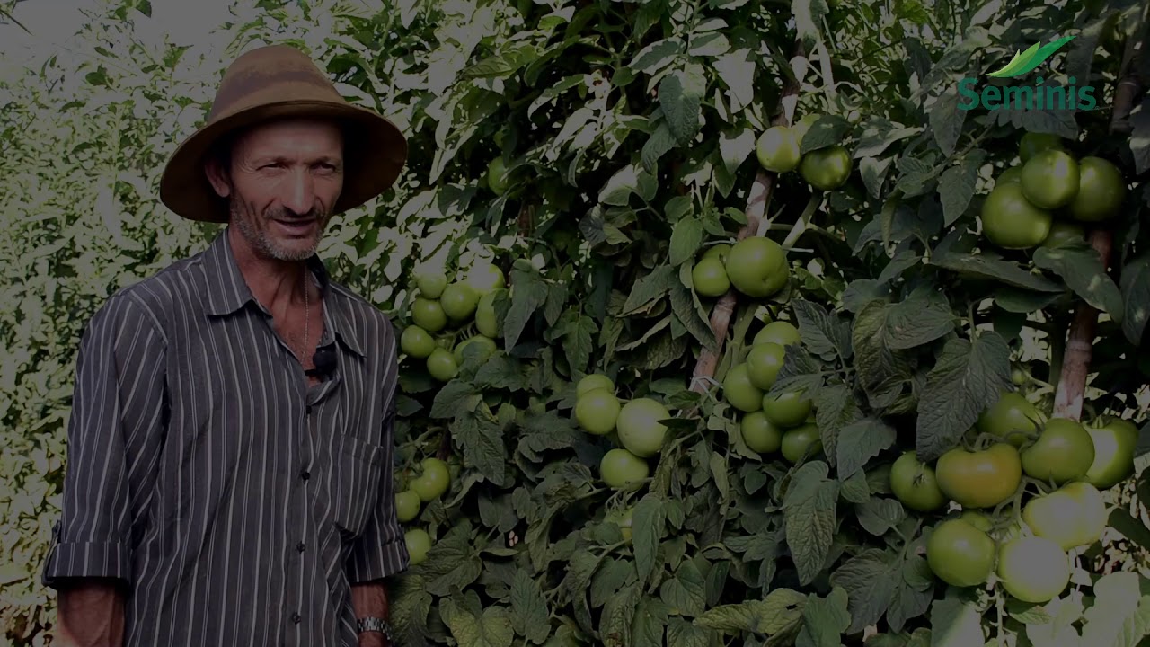 Depoimento sobre Tomate Coronel, exclusivo da Seminis