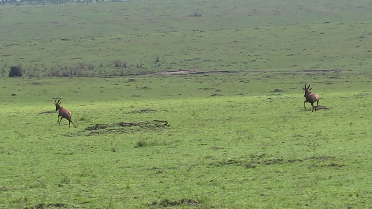 Topi Antelope in Maasai Mara Game Reserve