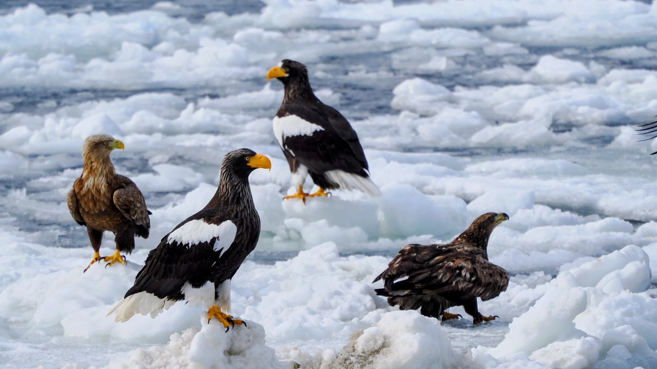 流氷（羅臼船より）