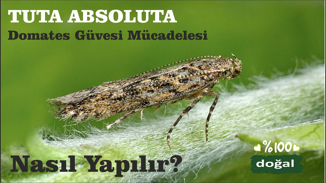 Domates güvesi Tuta kelebeği ile doğal mücadele nasıl yapılır? #organiktarım