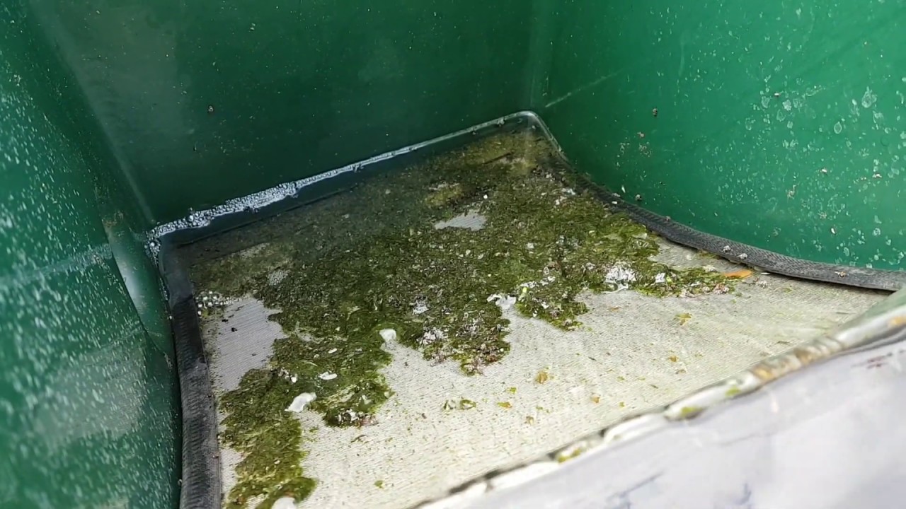 Pond Sieve Filter Daily Collections