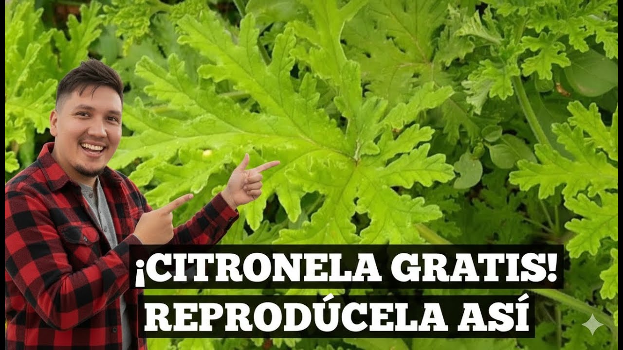 Cómo hacer esquejes de CITRONELA 🌱 | El Repelente de Mosquitos Natural
