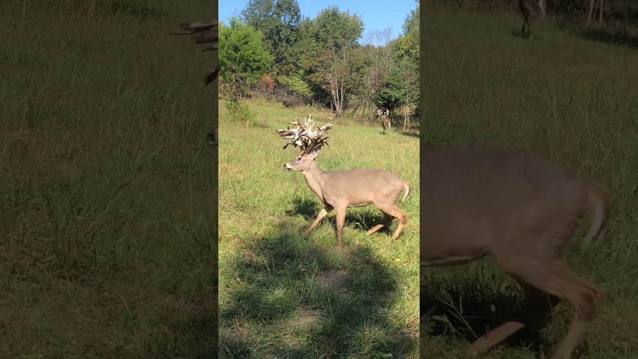 Giant droptine buck !! #antlers #deerstags #deerhunting #livestream #deerhunt #hunting #deerhunter