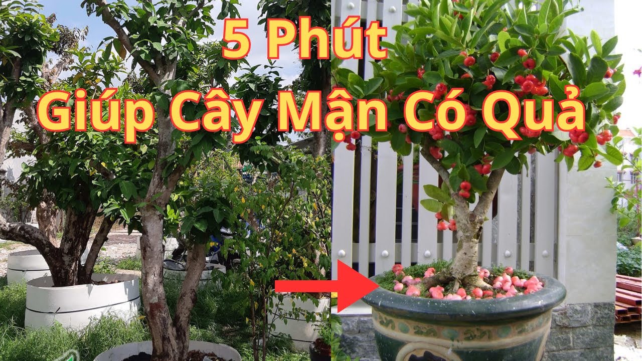 Cách Giúp Cây Mận (Roi) Ra Quả Trong 5 Phút - Cây Trồng Vũ Tiến