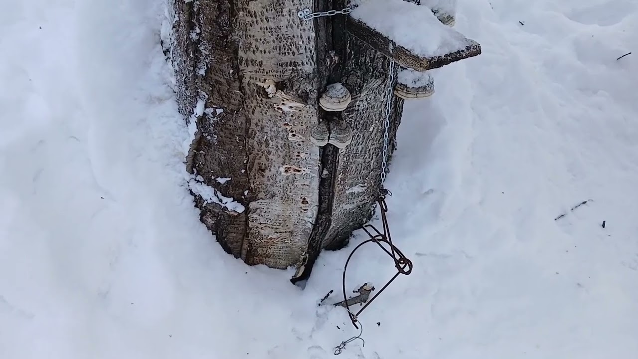 На охоте как на охоте 19 декабря 2025