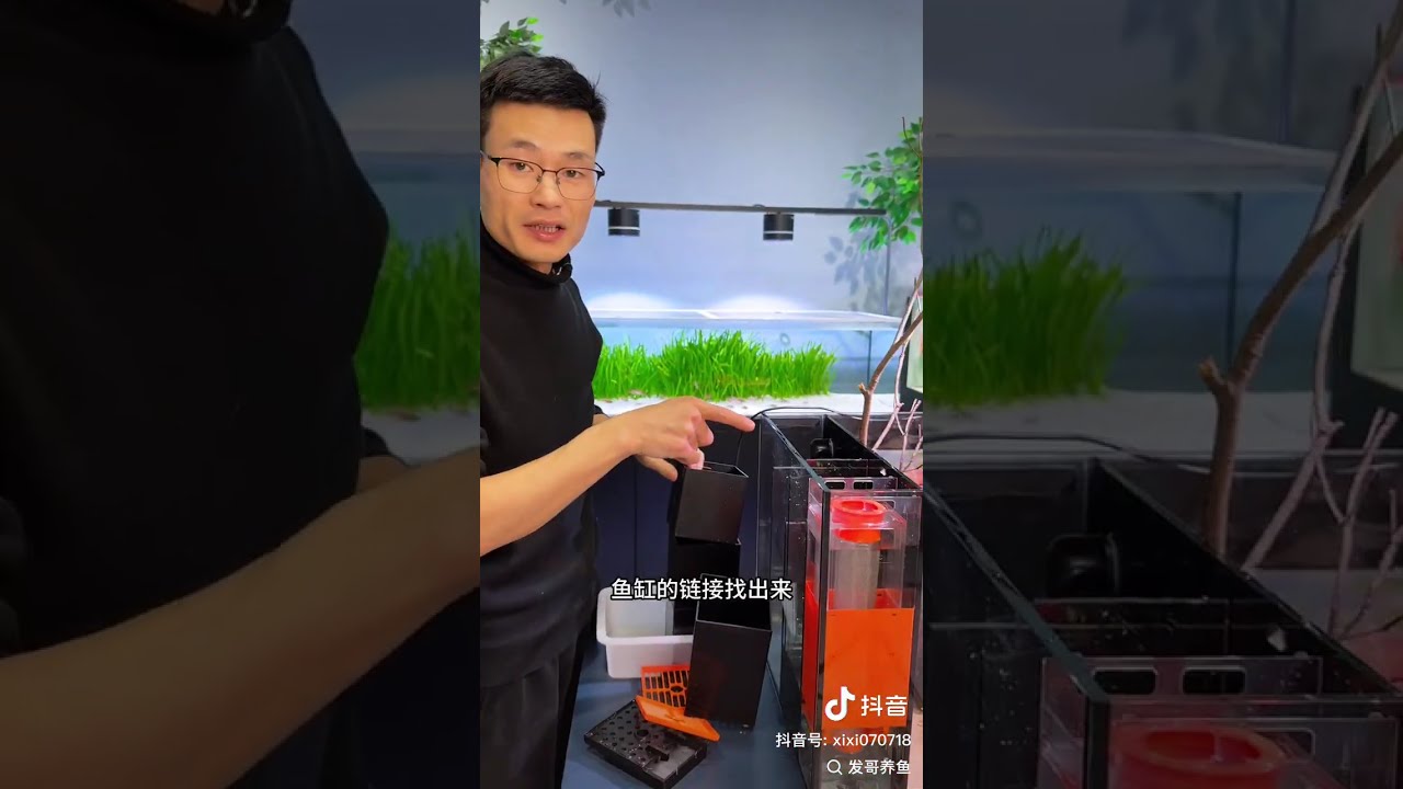 半年前送出去两条鱼，半年后回来几百条 #养鱼人 #水族 