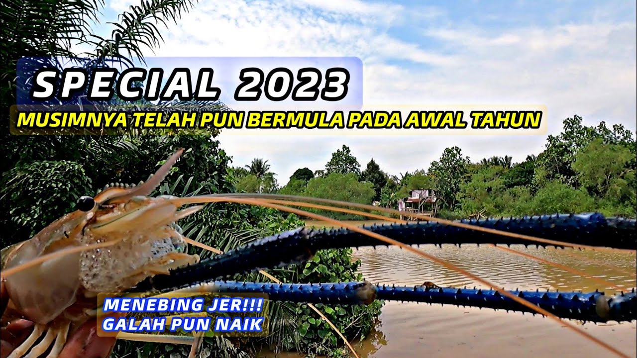 MENEBING JER!! Pembuka Tirai 2023 Menebing Udang Galah@Jenggo | Udang Sado