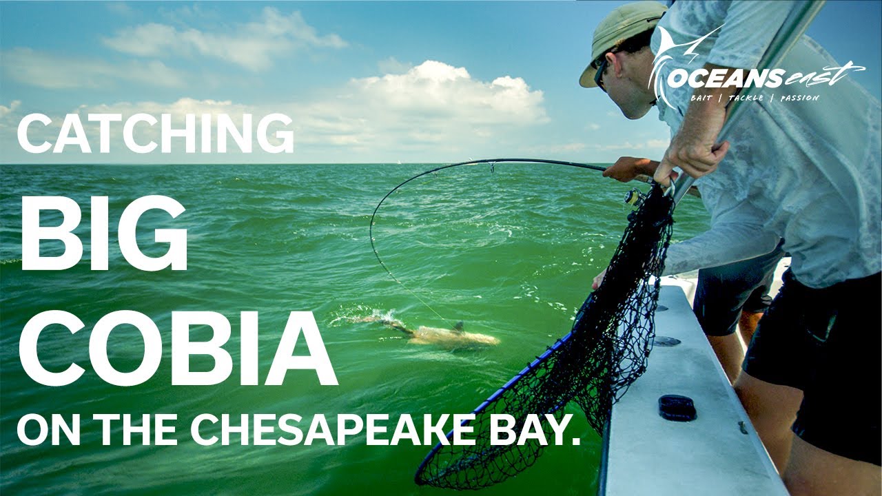 Catching BIG COBIA on LIVE bait in Virginia!!!