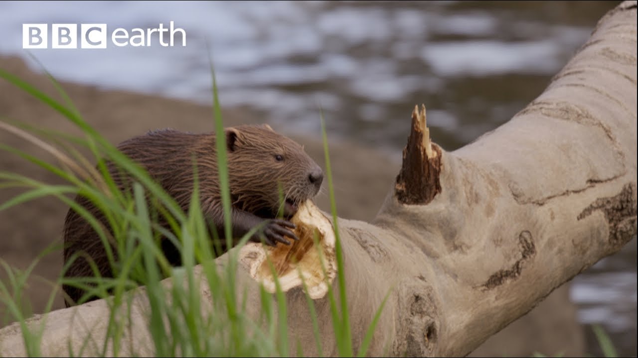 Engineering by Beavers: Nature's Furry Hydrologists