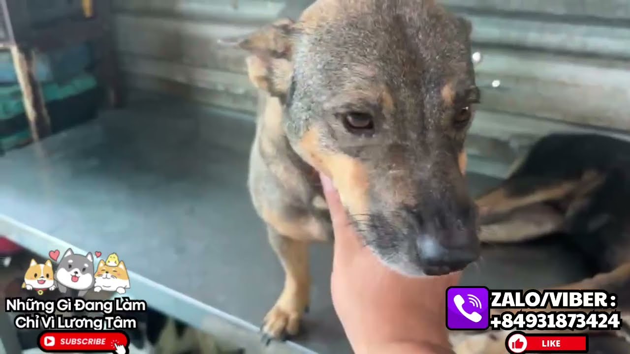 Thứ tư.11/3/2026 nam Nguyễn xin gửi video cầu cứu từ trạm anh phương cá tụi nhỏ xin cô chú giúp đỡ 