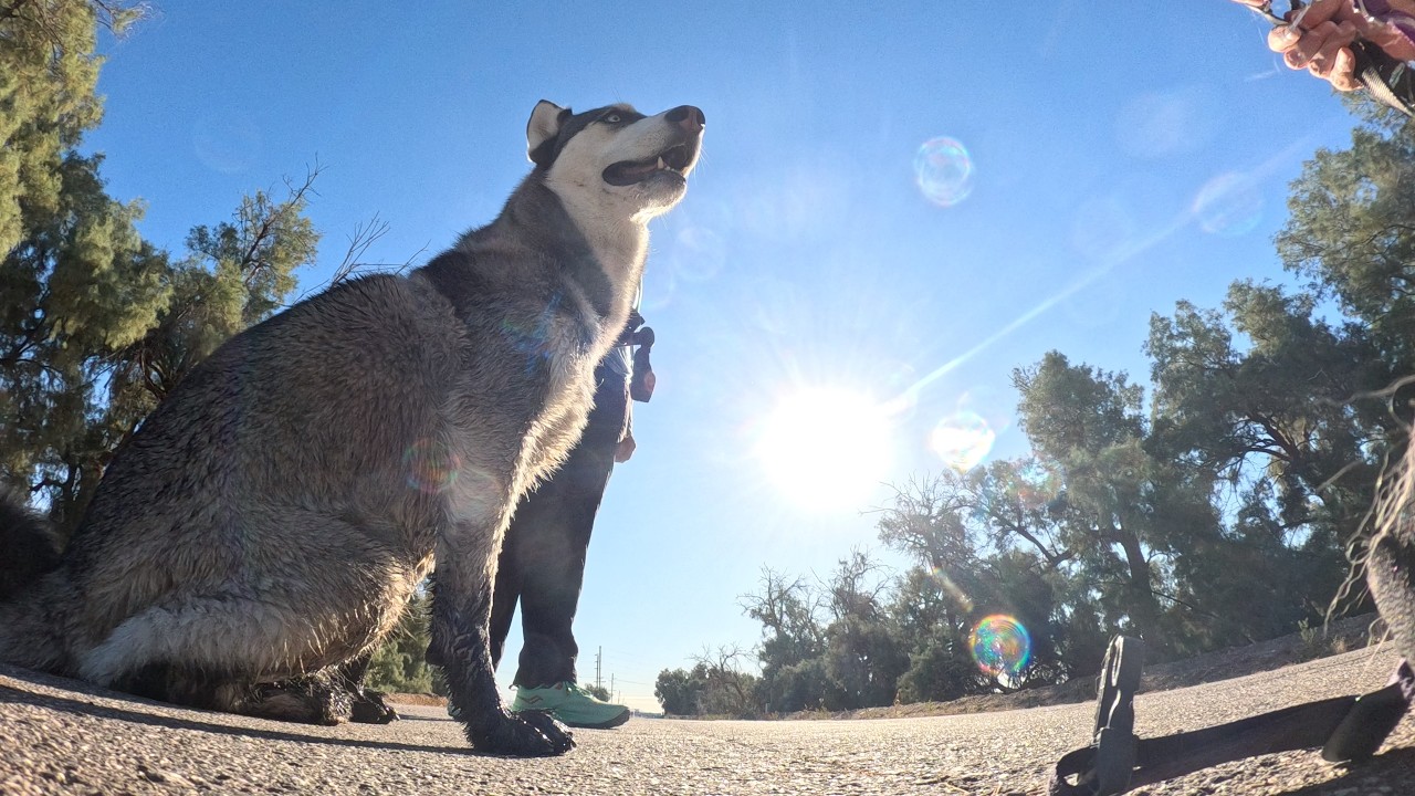 Luna Cam:  Exploring ruins and getting muddy  |  Winterhaven, CA