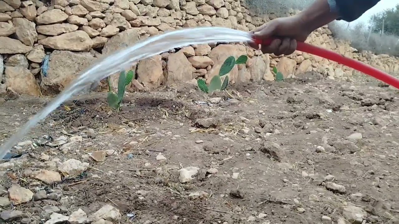 سقي اشجار الصبار او الثين الشوكي اين وصل نموهم 
