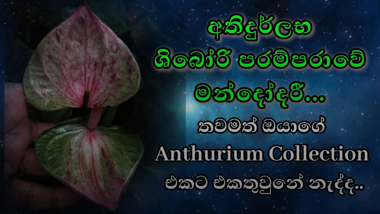අතිදුර්ලභ Mandodari (UH 40 Flash) 🌸 | World-Unique Anthurium Hybrid in Sri Lanka 🇱🇰