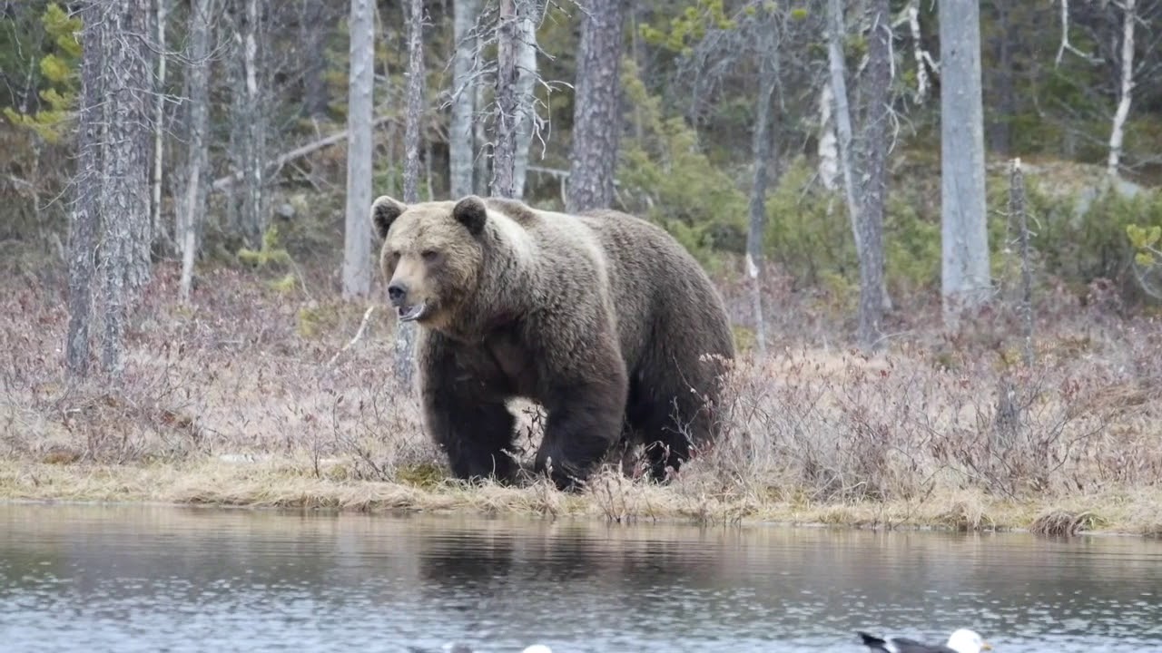 En dag i Taigaskogen. One day in the taiga forest. Brownbear family.