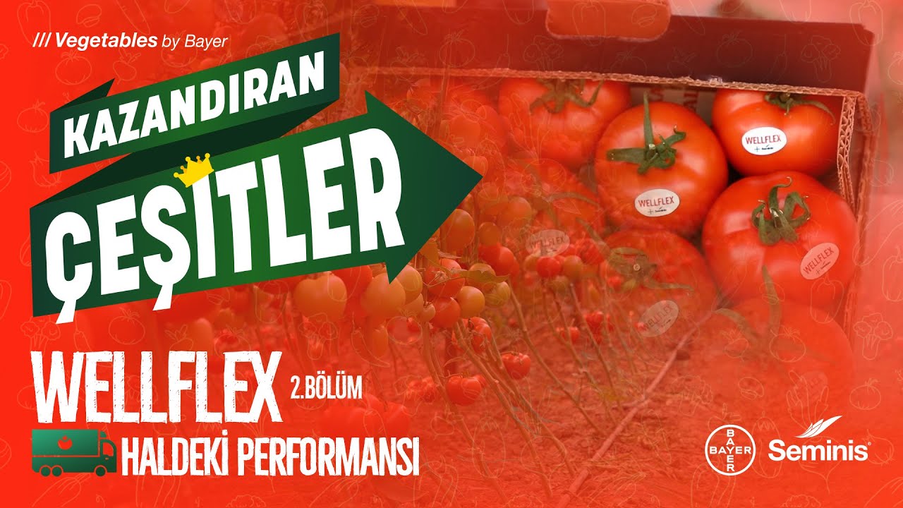 Kazandıran Çeşitler – Wellflex | 2. Bölüm: Haldeki Performansı
