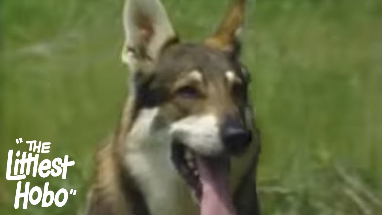 The Secret of Red Hill | The Littlest Hobo | Season 3 | Episode 2