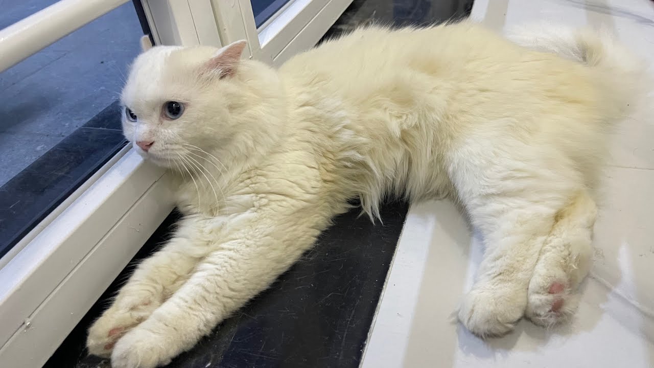 Cat Tong Tong is live!