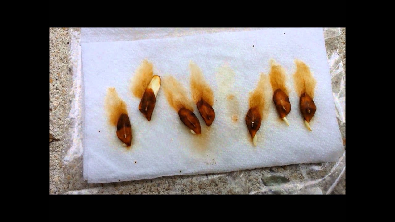 Plumeria seed planting