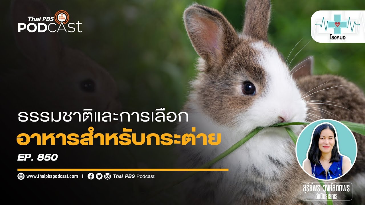 ธรรมชาติและอาหารสำหรับการเลี้ยงกระต่าย  | โรงหมอ