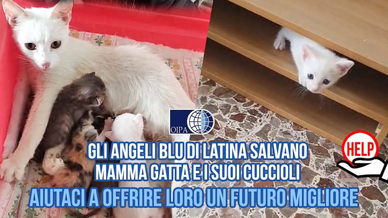 GLI ANGELI BLU DI LATINA SALVANO MAMMA GATTA E I SUOI CUCCIOLI: