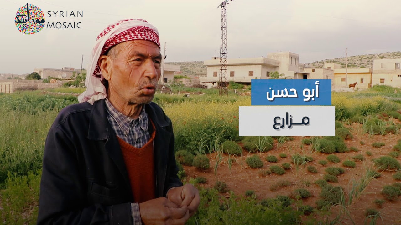 زراعة الزعتر البري في قرية معراة سلف شمال إدلب - سوريا