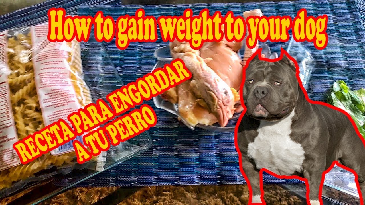 COMO ENGORDAR A TU PERRO CON UNA RECETA BARATA 💪🐶✌️