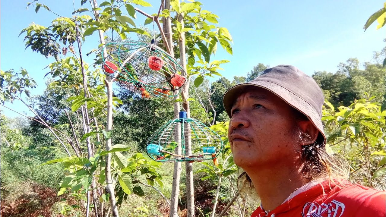 2 pikat pelapis bagi tumpas serindit spot keras tompinai.