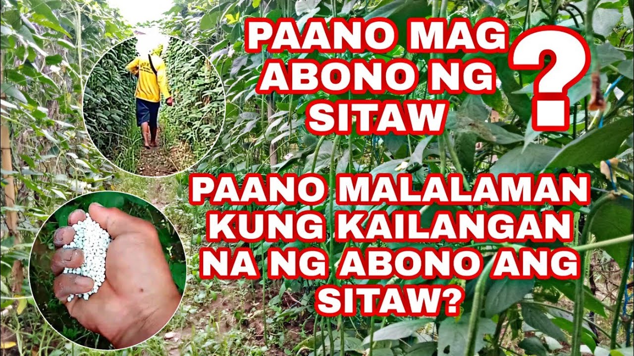 PAANO MAG ABONO NG SITAW? || PAANO MALALAMAN KUNG KULANG NA SA ABONO ANG SITAW?