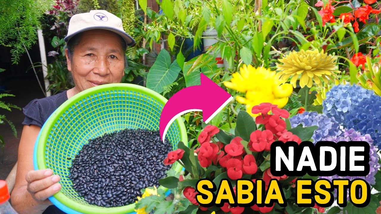 ABONO CASERO con El AGUA del FRIJOL - Más FLORACIÓN y Muchos FRUTOS abono casero