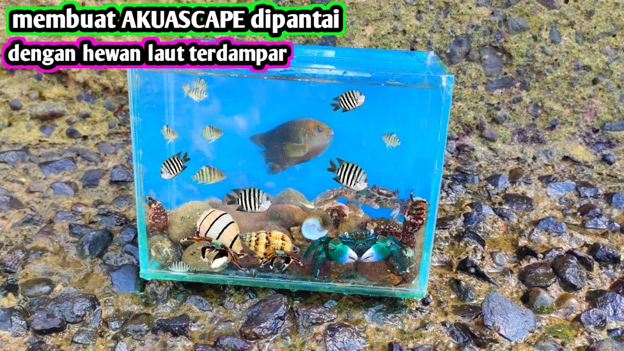 MASUKAN HABITAT PANTAI KE AKUARIUM