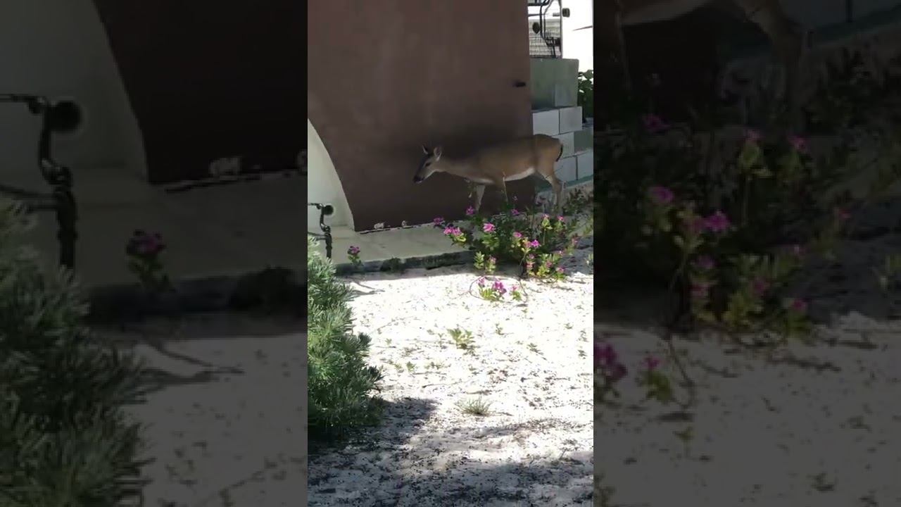 Key Deer spotted in the Florida Keys