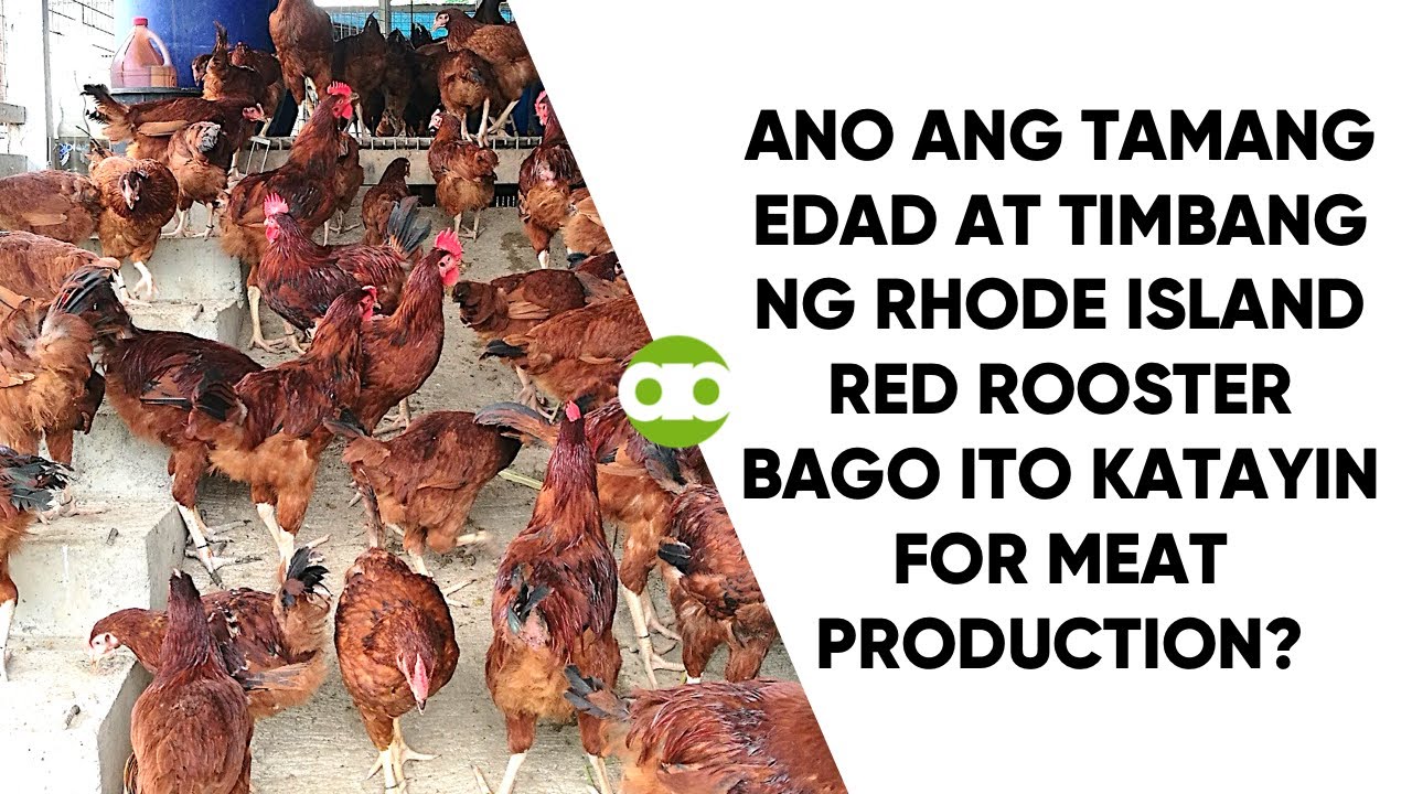 Ano ang Tamang Edad at Timbang ng Rhode Island Red Rooster Bago Ito Katayin for Meat Production?