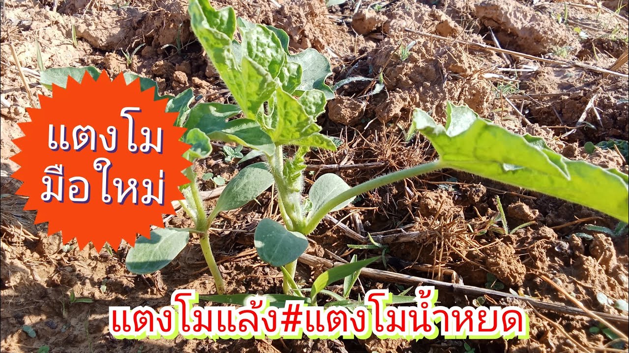 แตงโมมือใหม่..#แตงโมหยอดเมล็ด,#แตงโมสายน้ำหยด .