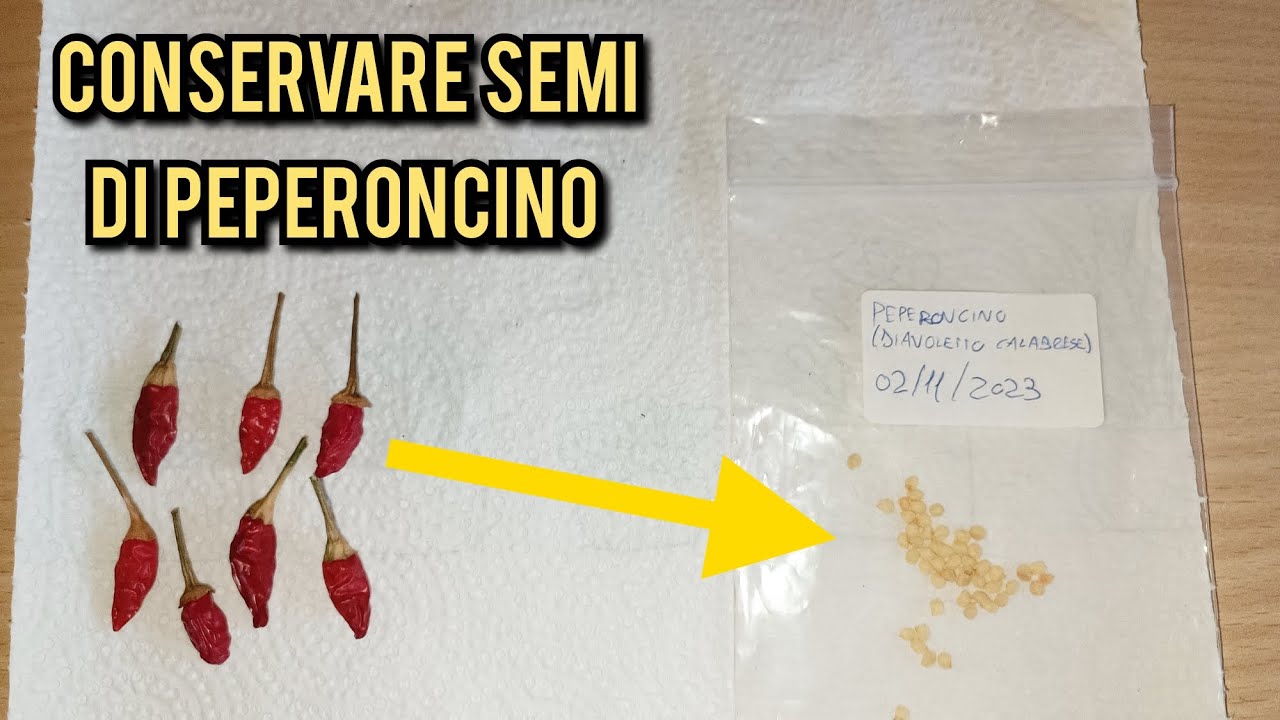 RACCOLTA e CONSERVAZIONE dei SEMI di PEPERONCINO!
