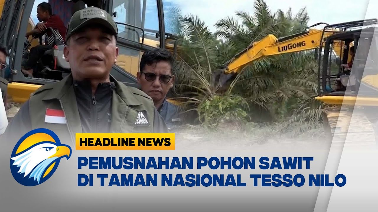 [HEADLINE NEWS, 30/06] Pemusnahan Sawit di Taman Nasional Tesso Nilo