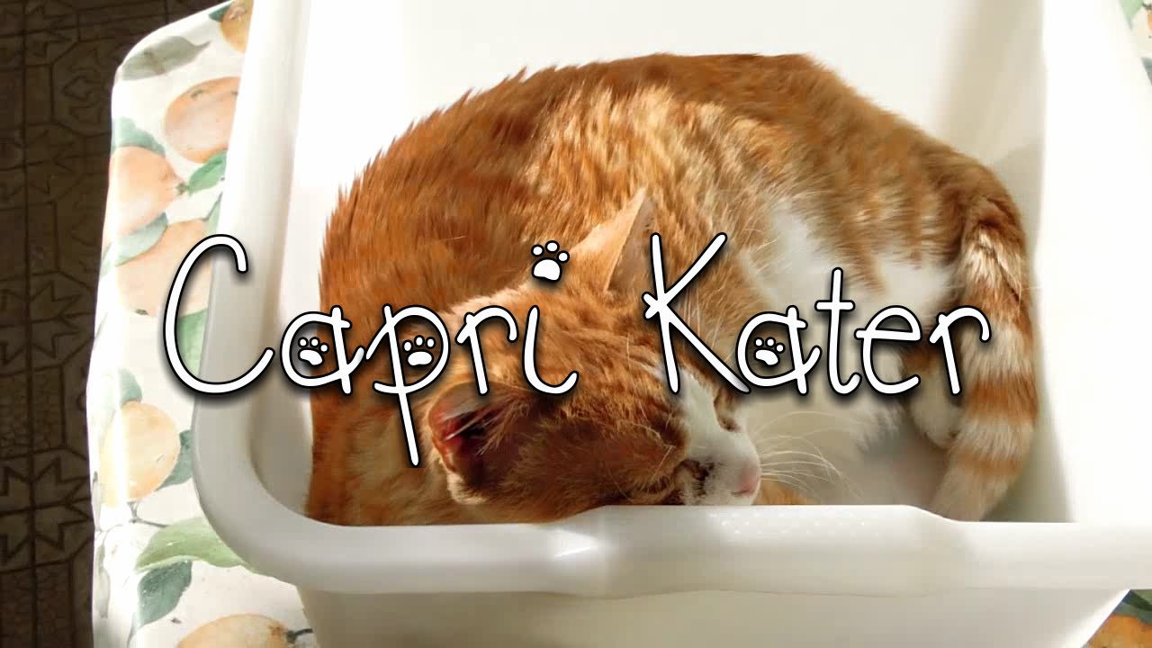 Capri Kater