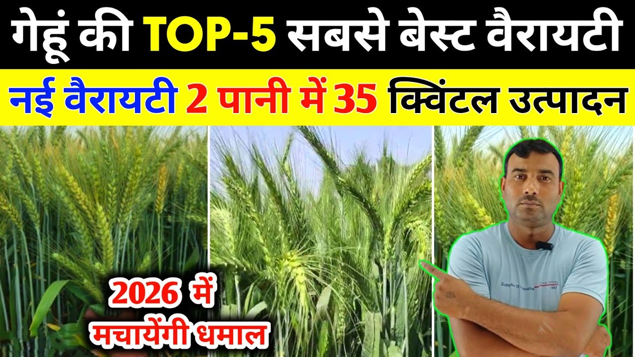 2025 में गेहूं की 5 नई वैरायटी/गेहूं की बेस्ट वैरायटी/Gehun ki Top 5 Variety/Gehu ki new variety 