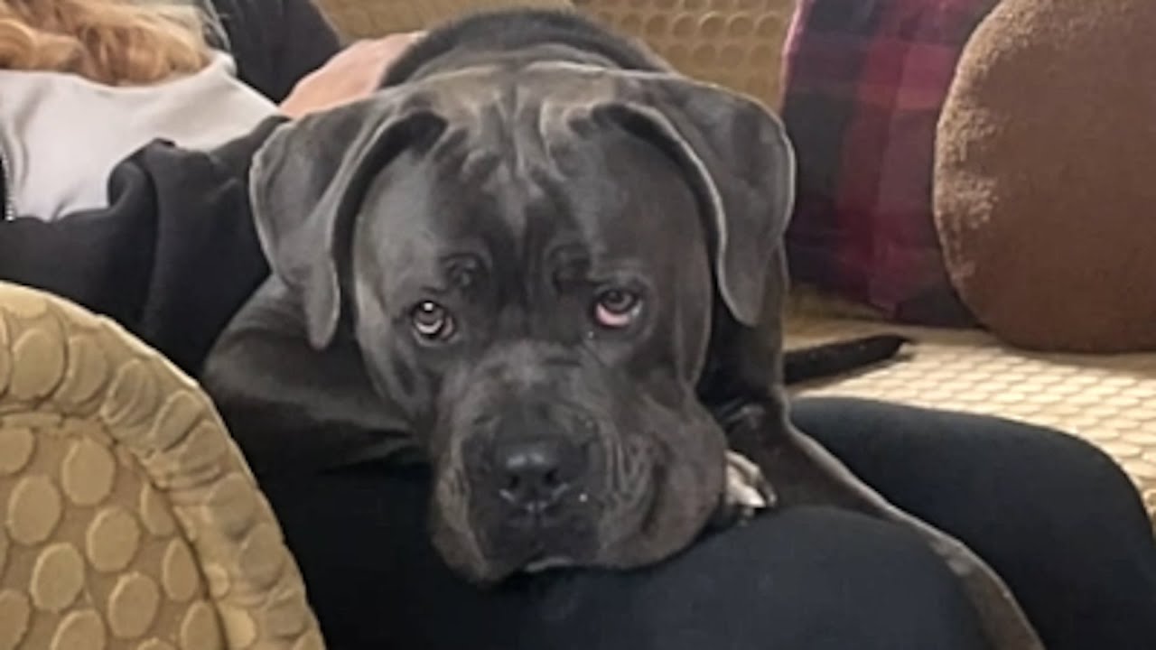 Shelter dog's heartwarming response to adoption