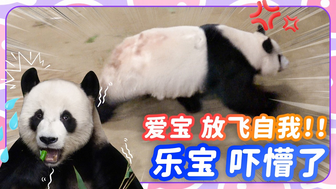 爱宝 放飞自我！ 乐宝 吓懵了~💕🐼爱宝乐园宝家族爱宝乐宝福宝睿宝辉宝的日常vlog #大熊猫 #睿宝 #辉宝 #宋爷爷 #宝家族 #爱宝乐园 #熊猫Vlog#韩国