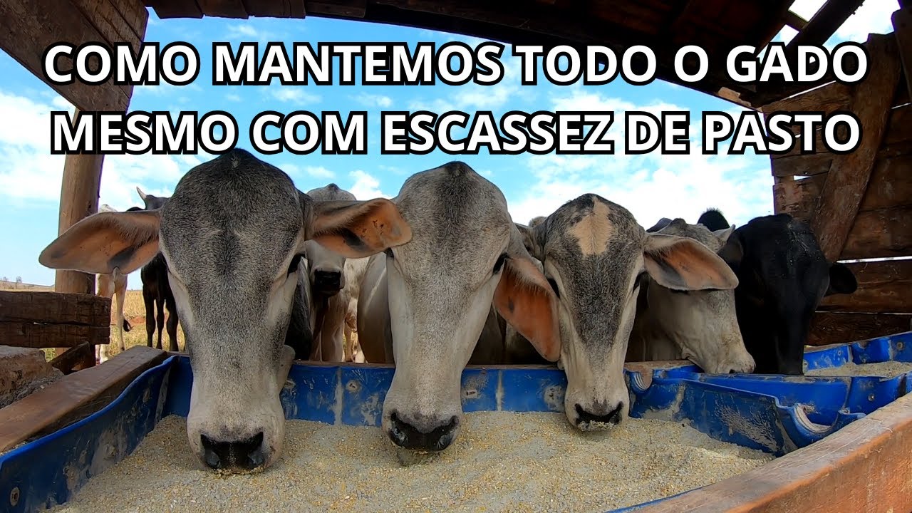 MANEJO NA SECA - ESTRATÉGIA PARA MANTER O GADO E GARANTIR O PASTO