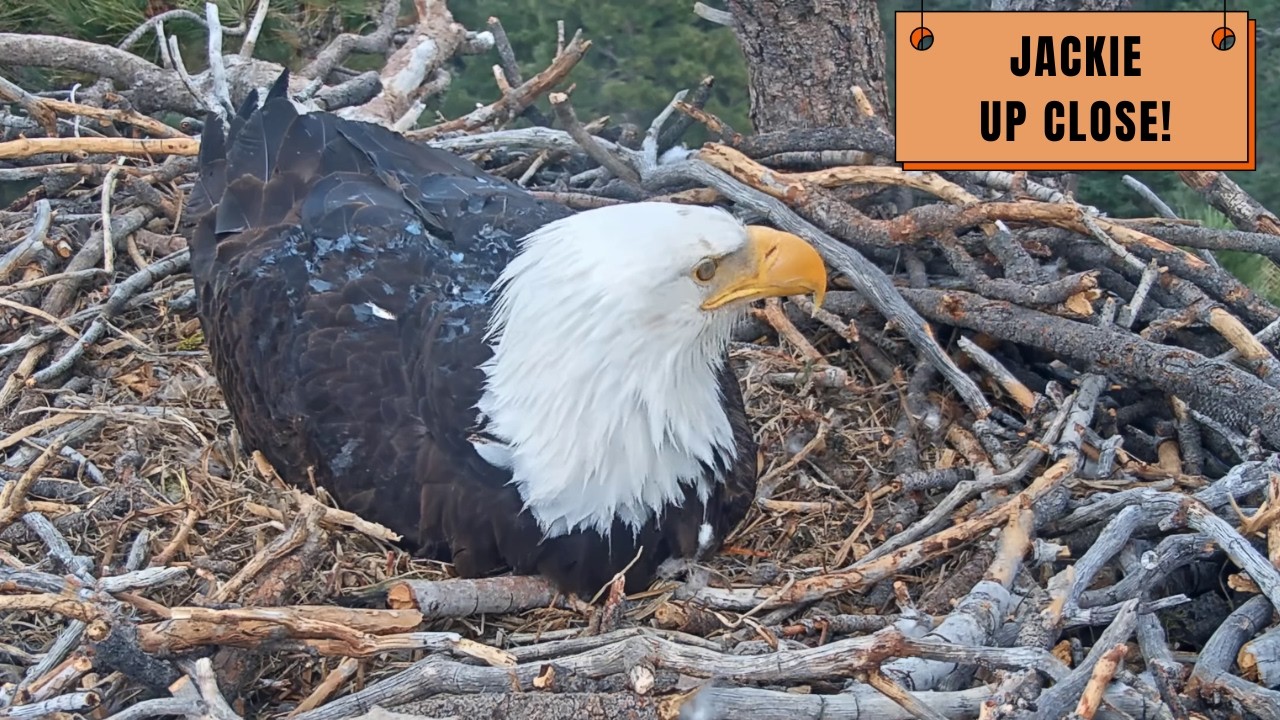 Wait... LOOK at Jackie's Feathers UP CLOSE! This New Angle Changes EVERYTHING! 🤩🦅 | FOBBV Eagles