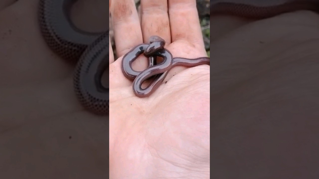 He didn't like to be filmed 🫤 #snake #snakes #wormsnake #slithersnake #slithering #fyp